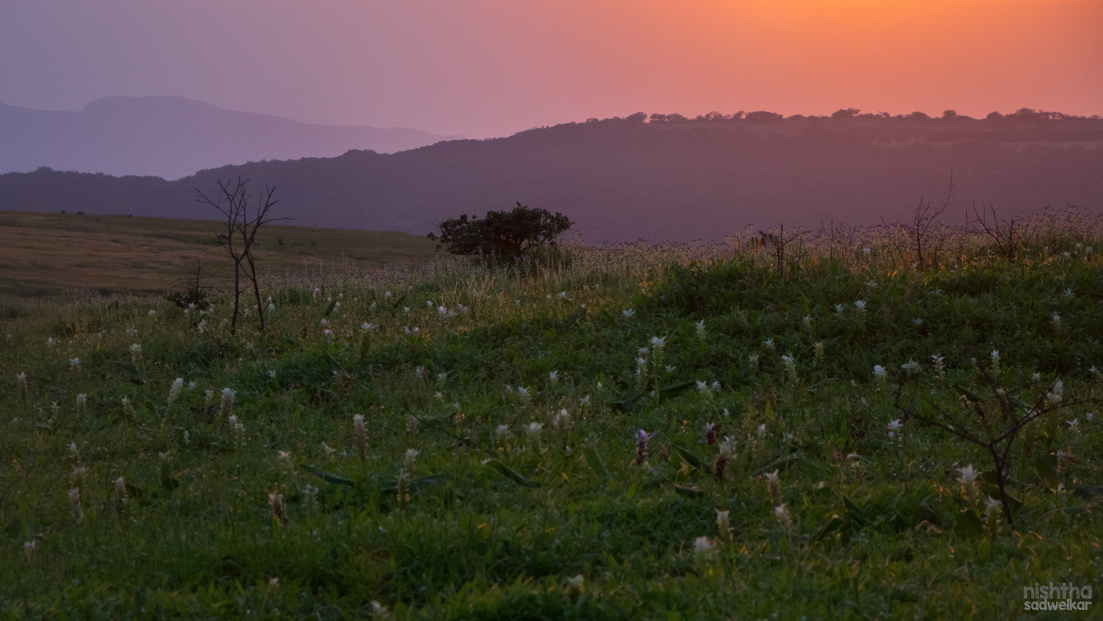 Kaas Plateau, Maharashtra, India