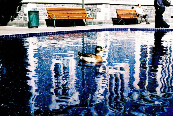 Duck in the pond
