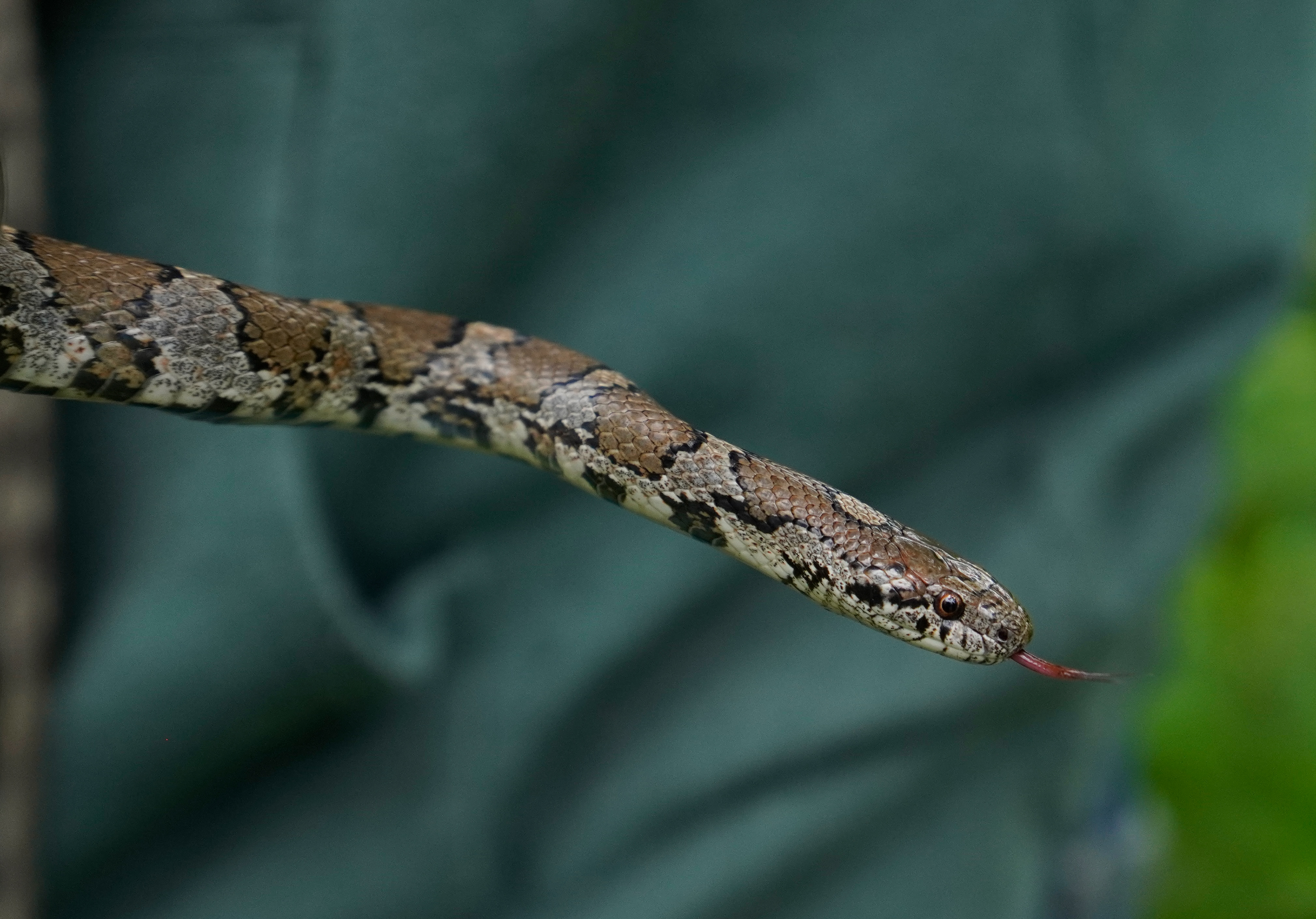 Milk Snake