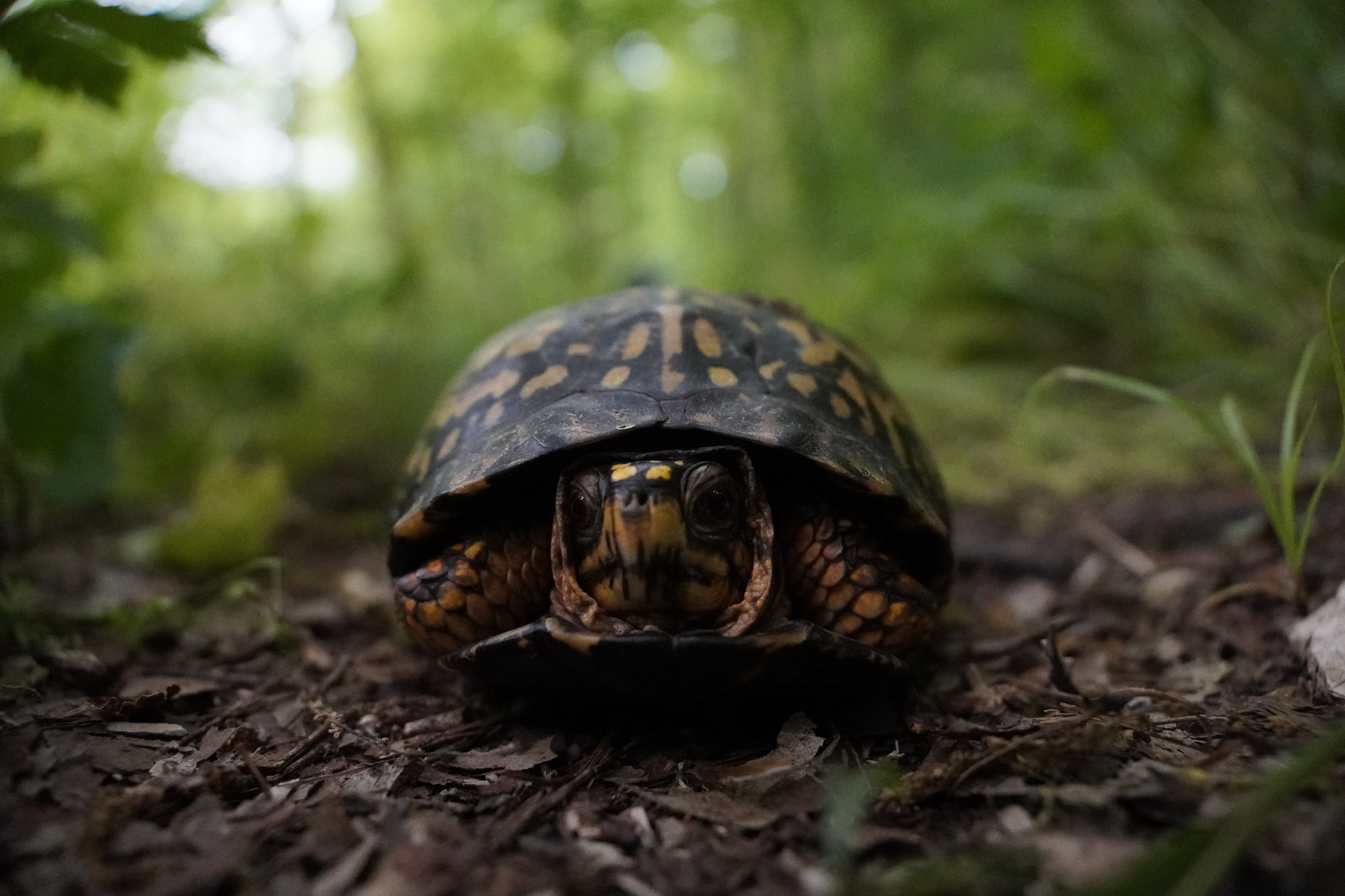 Common Box Turtle