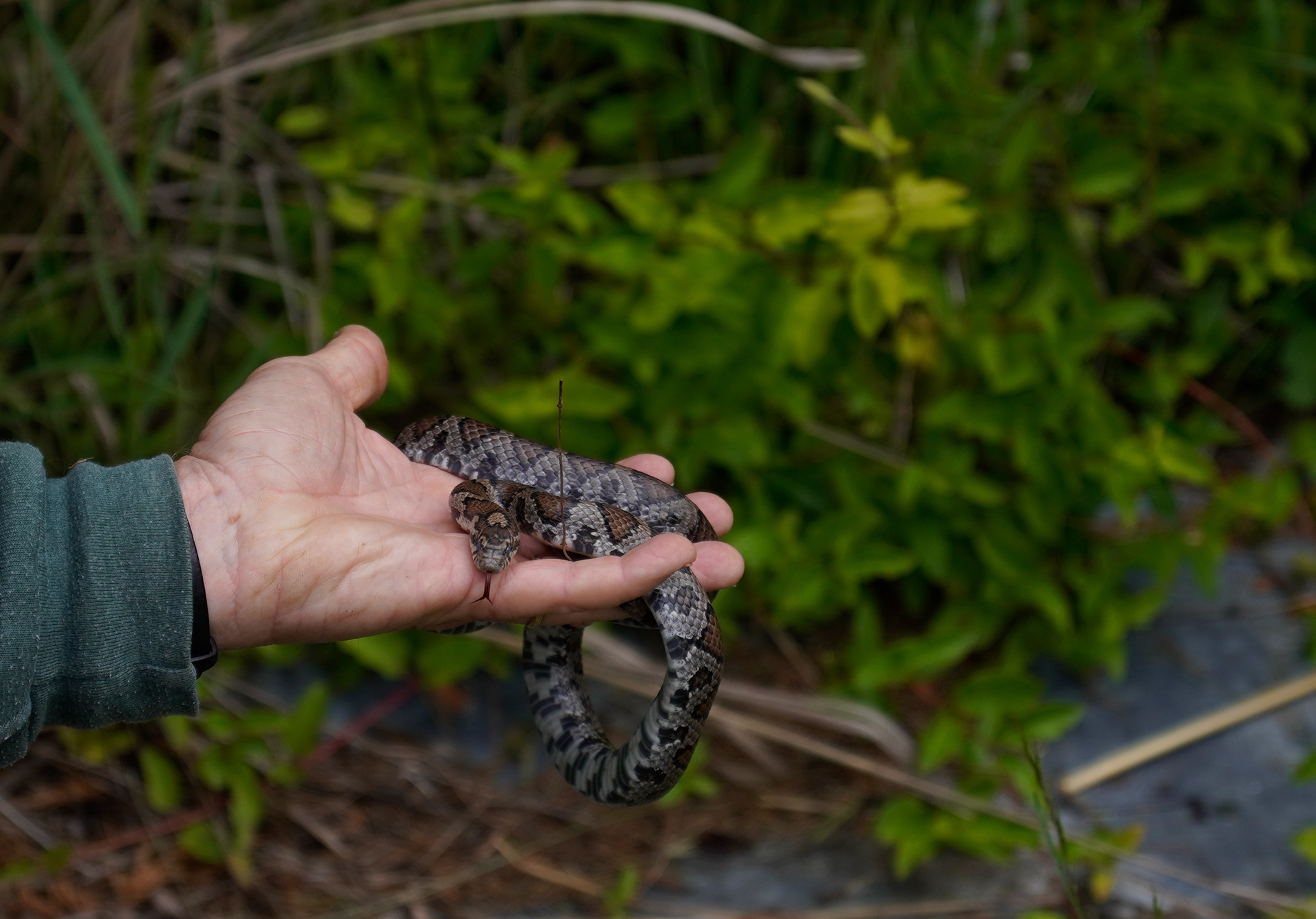 Milk Snake