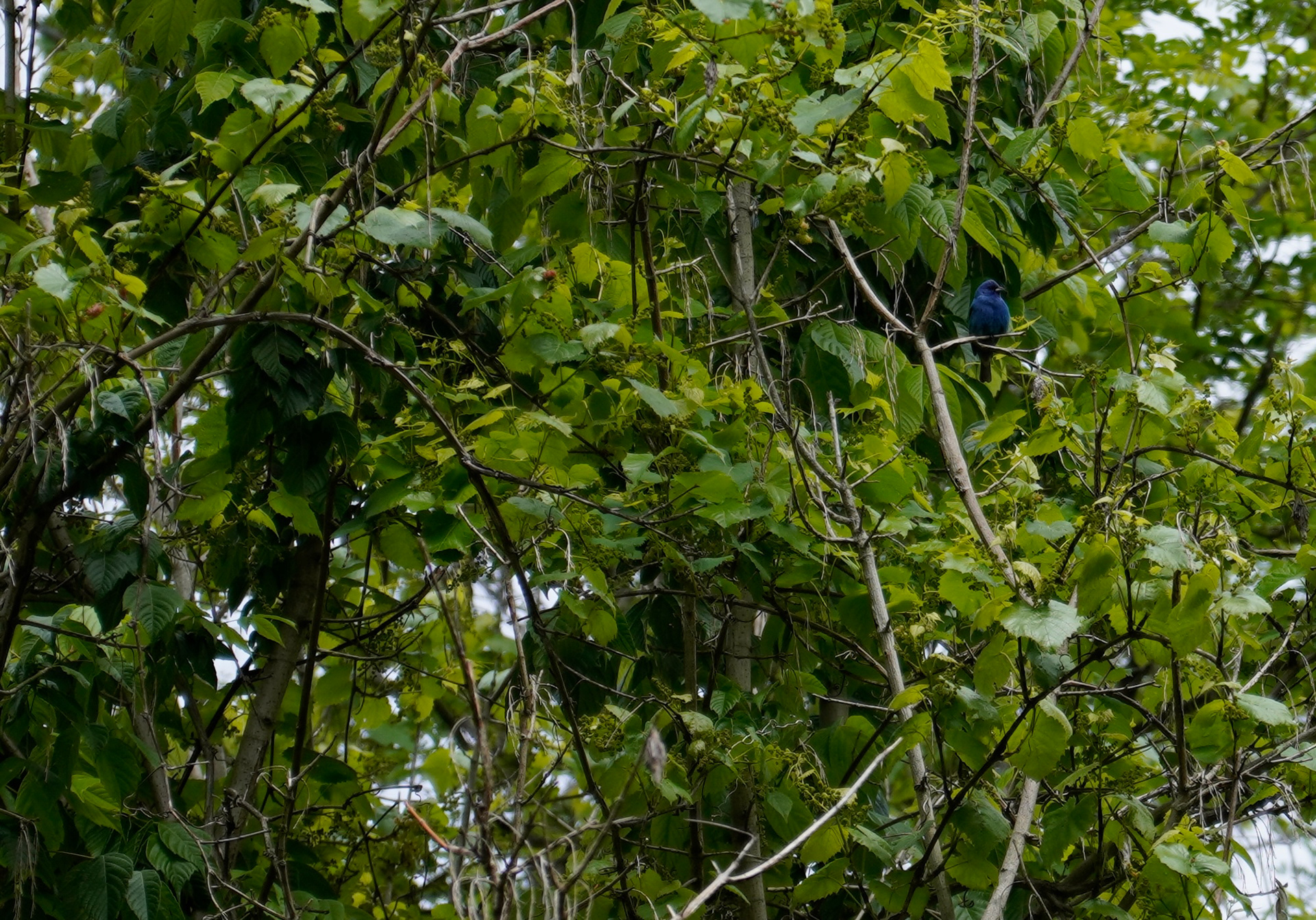 Indigo Bunting