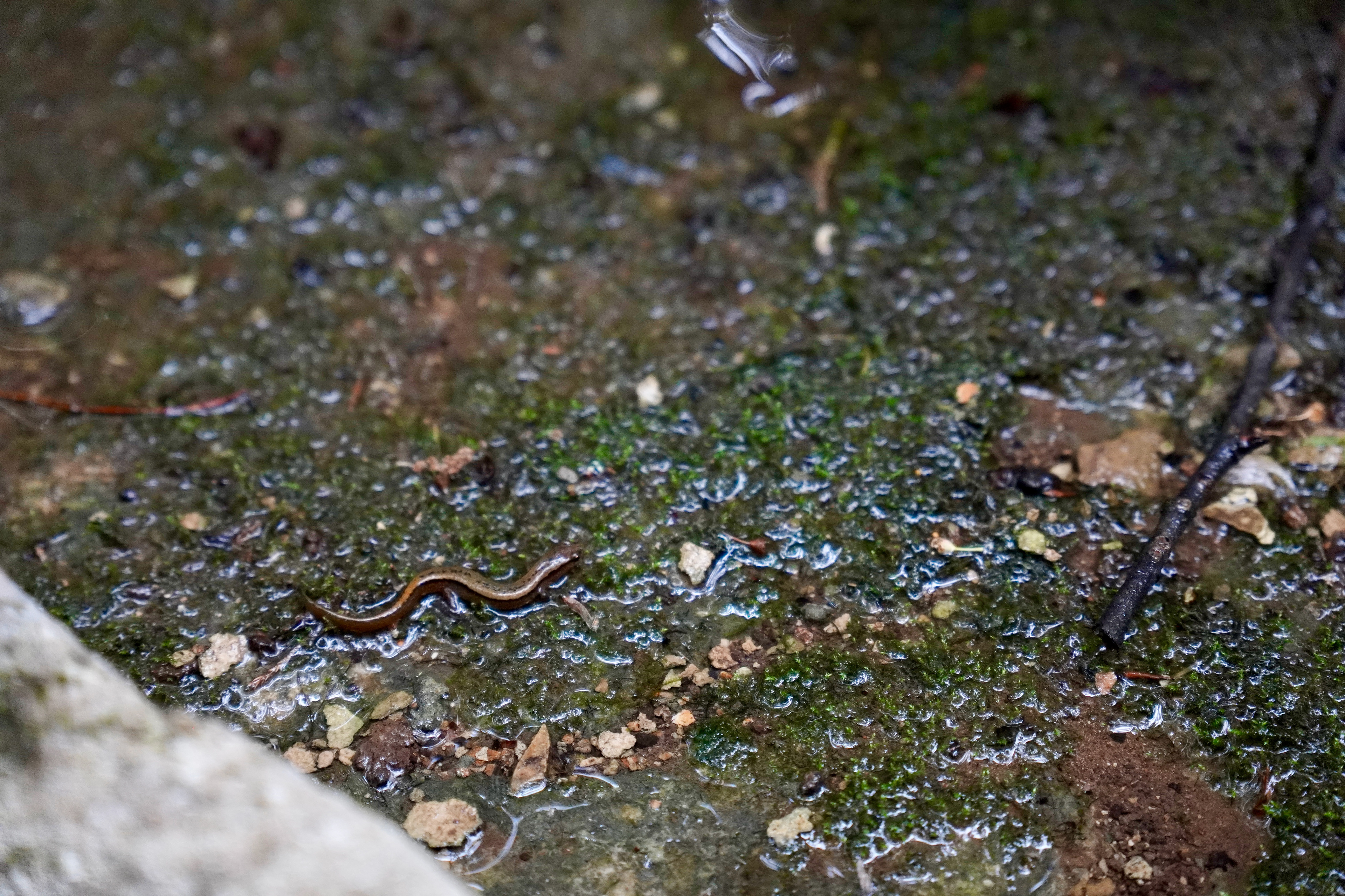 Northern Two-lined Salamander