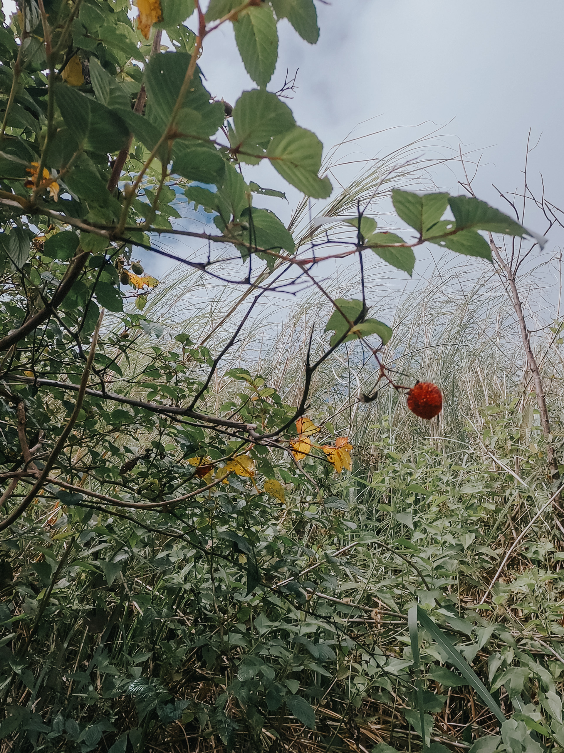 Wild Berry