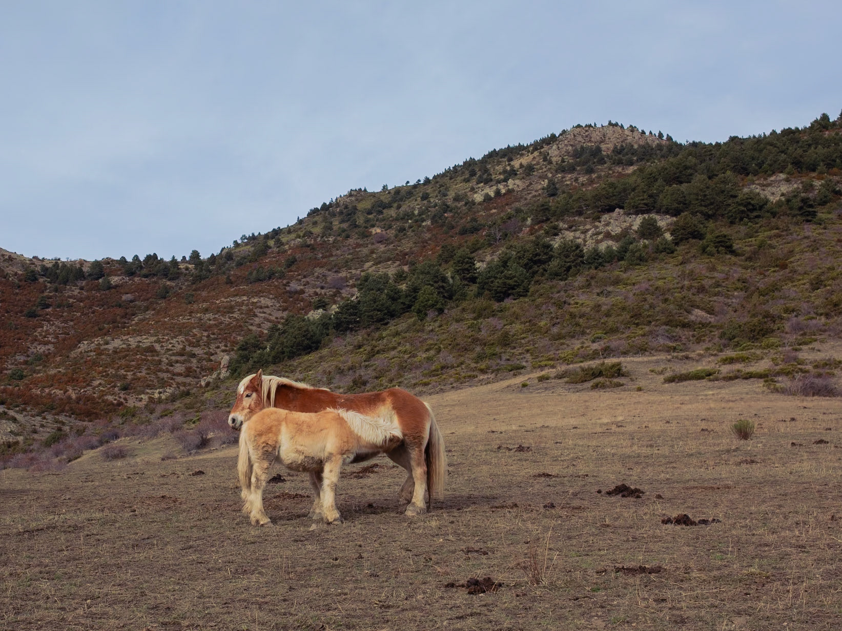 Mare and colt of a native Pyrenean variety. Bellver, property rented by Teresa Torner. She uses extensive farming, the animals live wild in the mountains. Fontanals de Cerdanya, December 2023