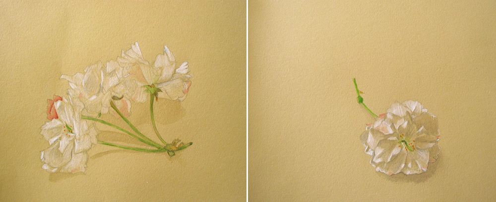 White roses drawn in colored pencil and watercolor on a tan paper.