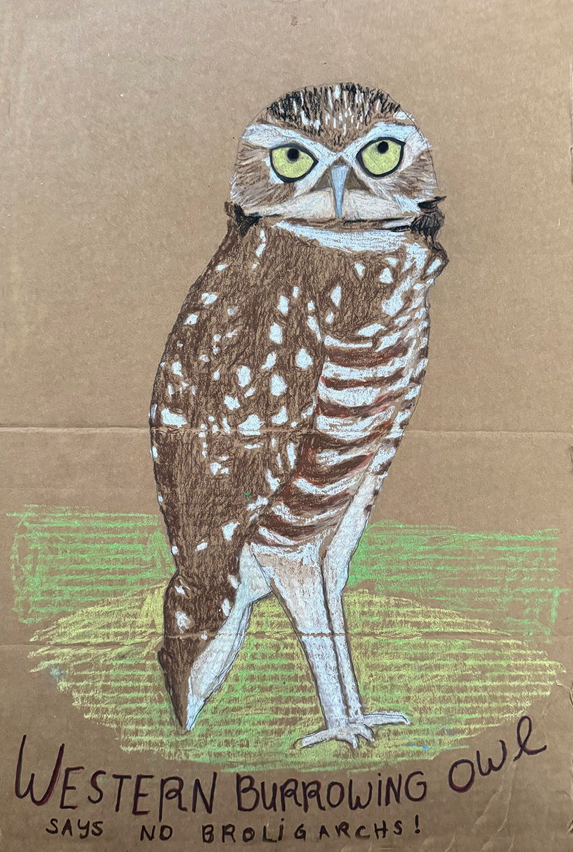 Western Burrowing Owl