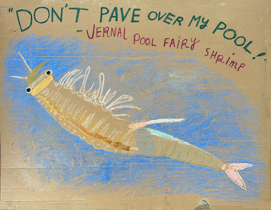 Vernal Pool Fairy Shrimp