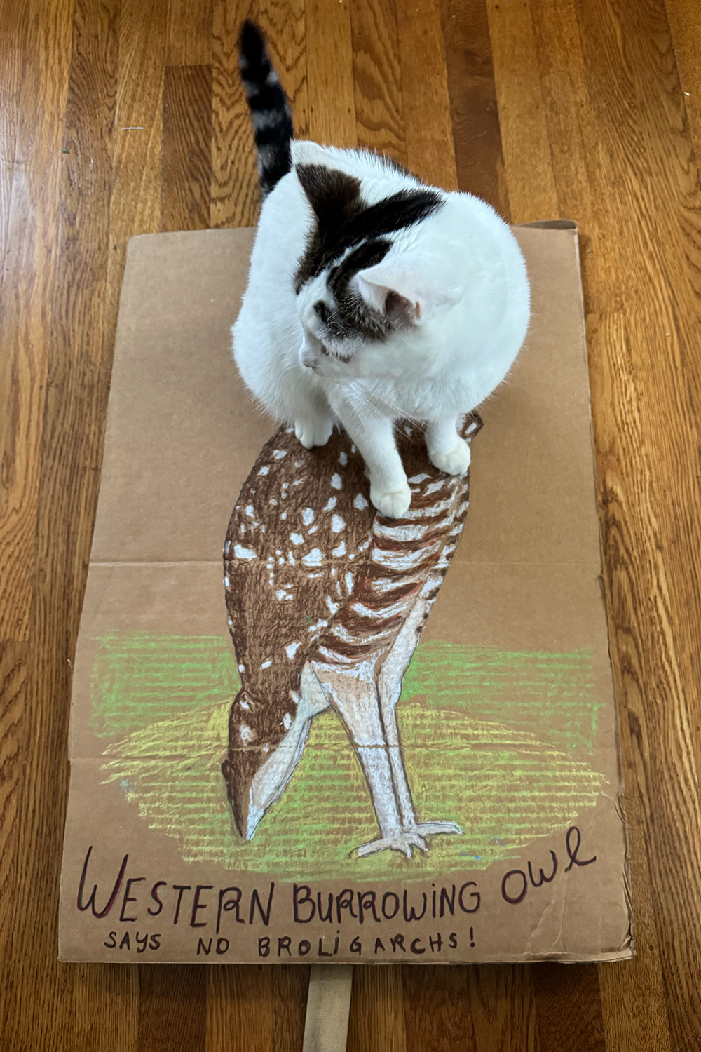 Western Burrowing Owl and a cat!