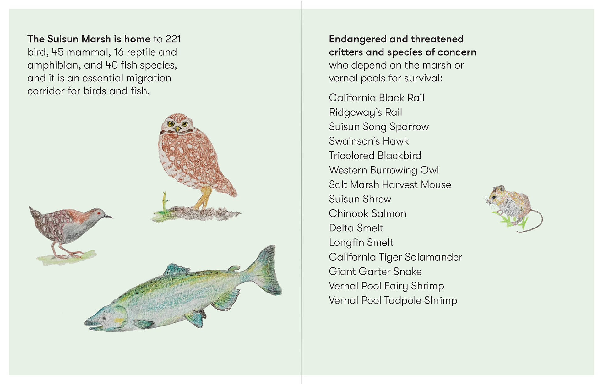 Page 8: Suisun Marsh is home to 221 bird, 45 mammal, 16 reptile and amphibian, and 40 fish species, and it is an essential migration corridor for birds and fish. Page 9: Endangered and threatened critters and species of concern who depend on the marsh or vernal pools for survival include: California Black Rail (illustrated), Ridgeway's Rail, Suisun Song Sparrow, Swainson's Hawk, Tricolored Blackbird, Western Burrowing Owl (illustrated), Salt Marsh Harvest Mouse (illustrated), Suisun Shrew, Chinook Salmon (illustrated), Delta Smelt, Longfin Smelt, California Tiger Salamander, Giant Garter Snake, Vernal Pool Fairy Shrimp and Vernal Pool Tadpole Shrimp