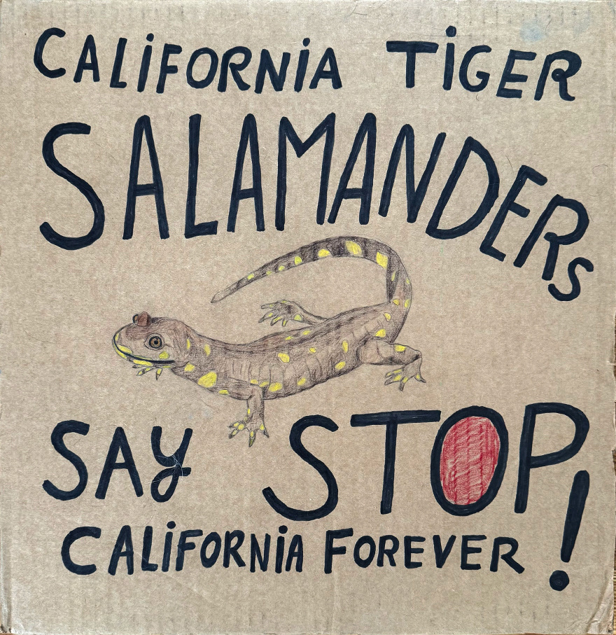 California Tiger Salamander