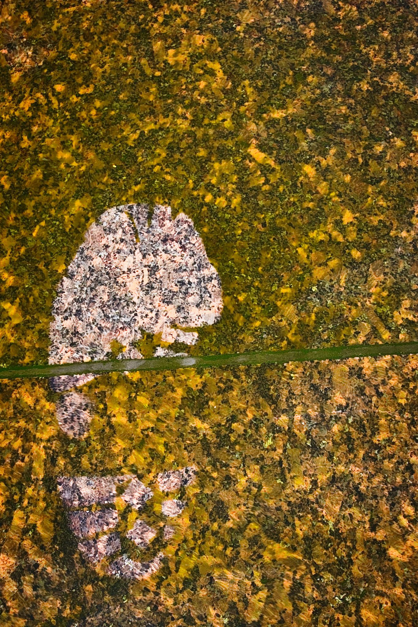 Algae Footprint