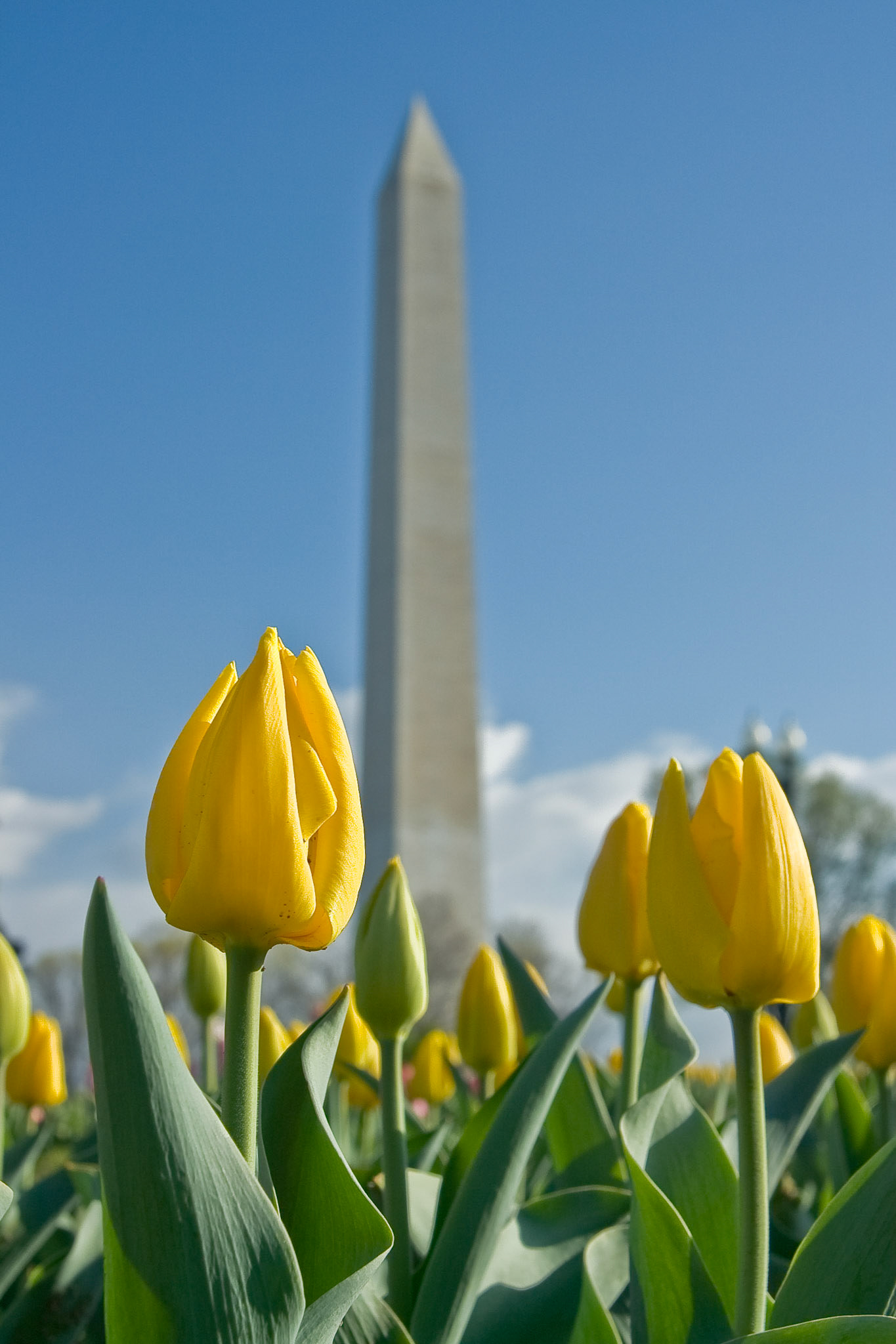 Blue Ribbon Winner, 2009 Arlington County Fair