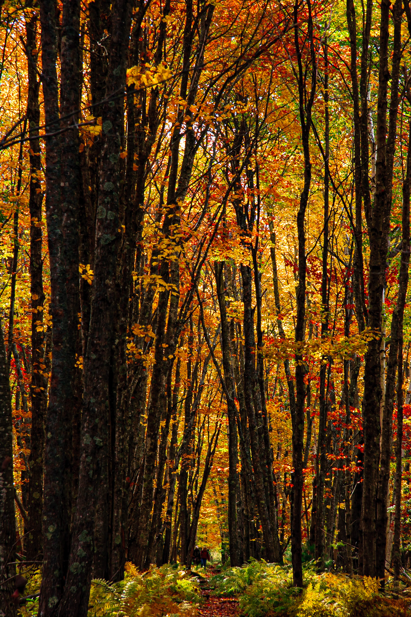 Golden Trail