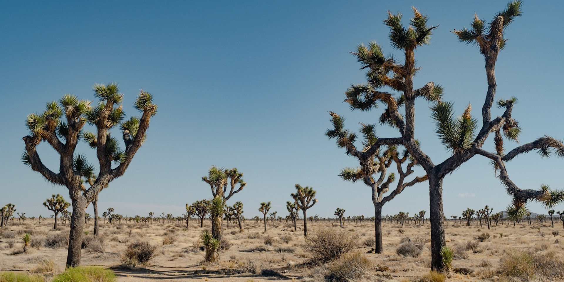 Joshua Tree National Park