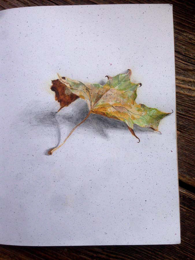 maple leaf. 15.09.2016.