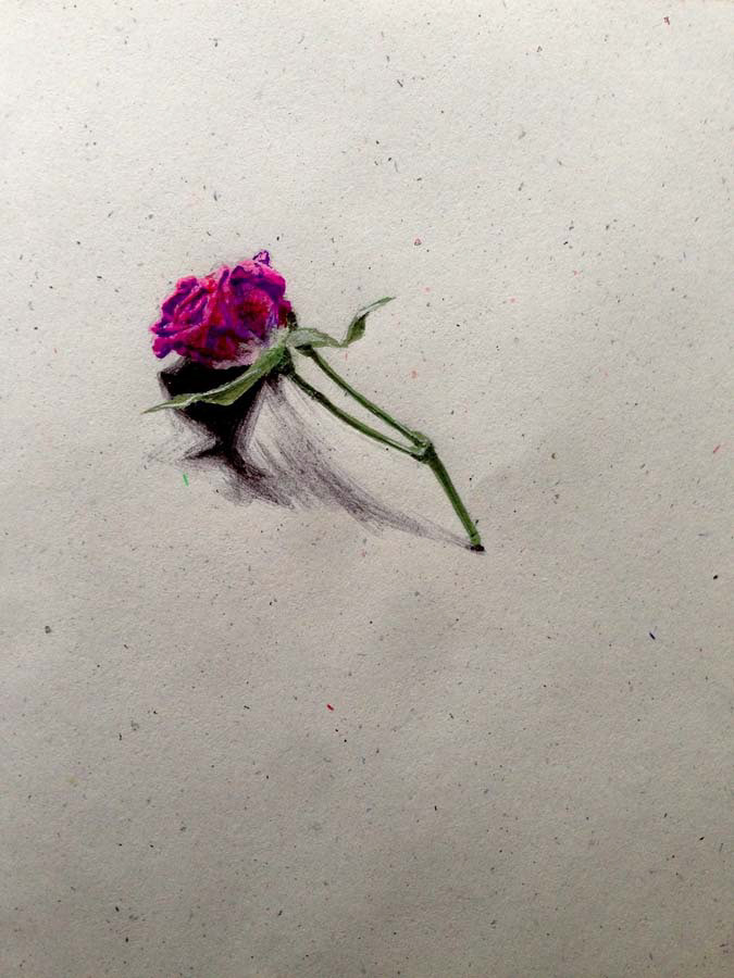 dried rose from ineta's birthday. 14.06.2016.