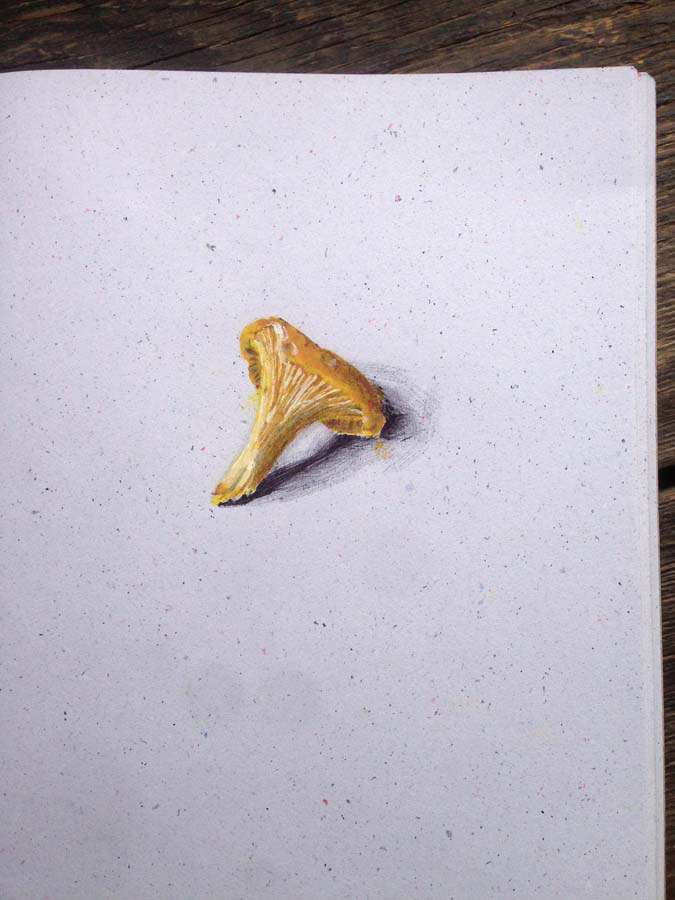 chanterelle. 10.07.2016.