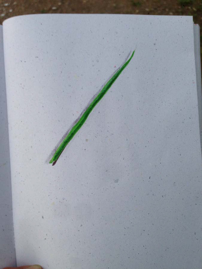 grain of grass. 30.06.2016.