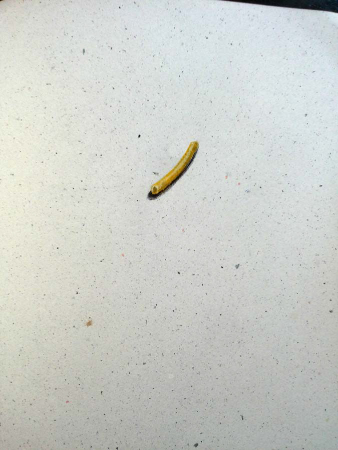 1 pasta piece. 09.06.2016.