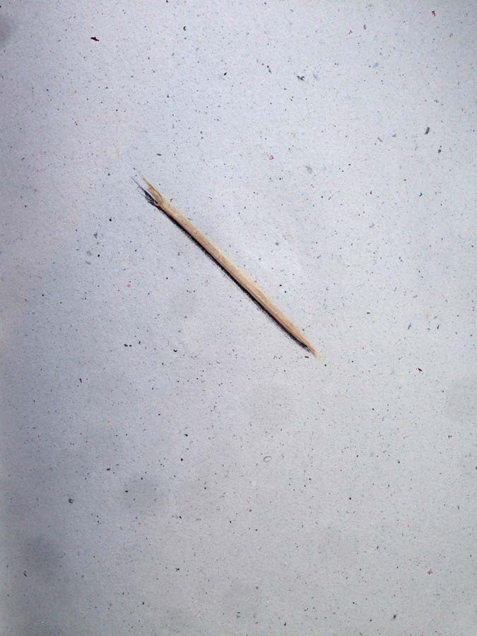 broken piece from a stick to eat fruits off of. Part II coming soon! 05.08.2016.