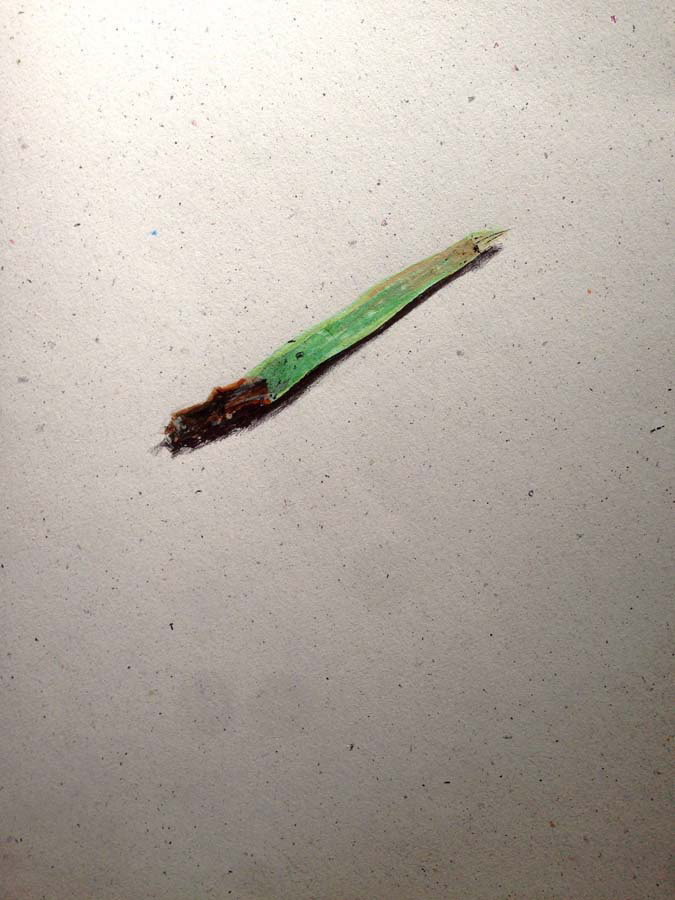 my aloe died. 05.07.2016.