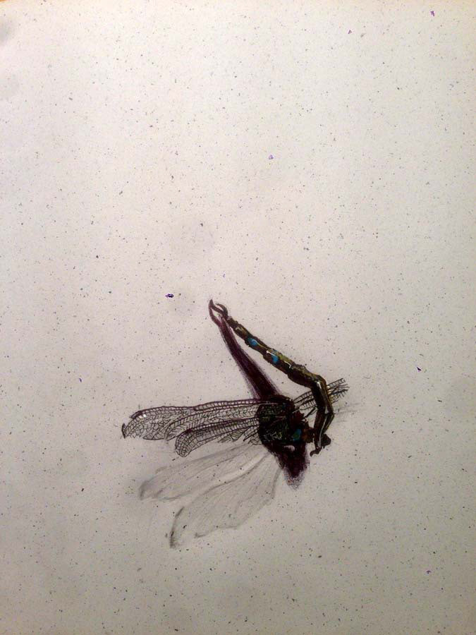found this dead dragonfly on the street. 09.09.2016.
