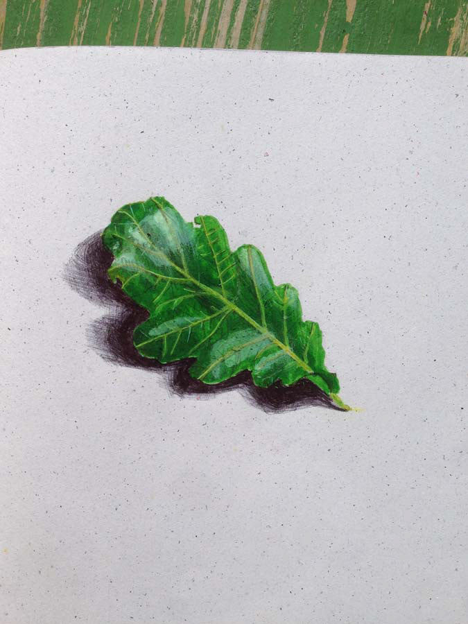 oak leaf. 21.06.2016.