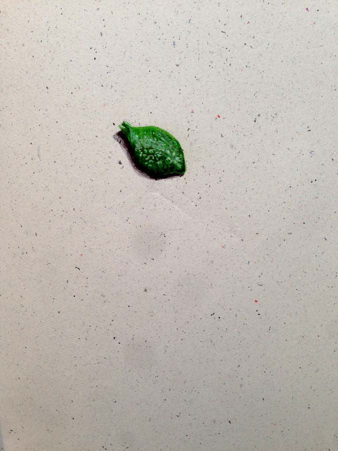 "money tree" leaf. 15.06.2016.