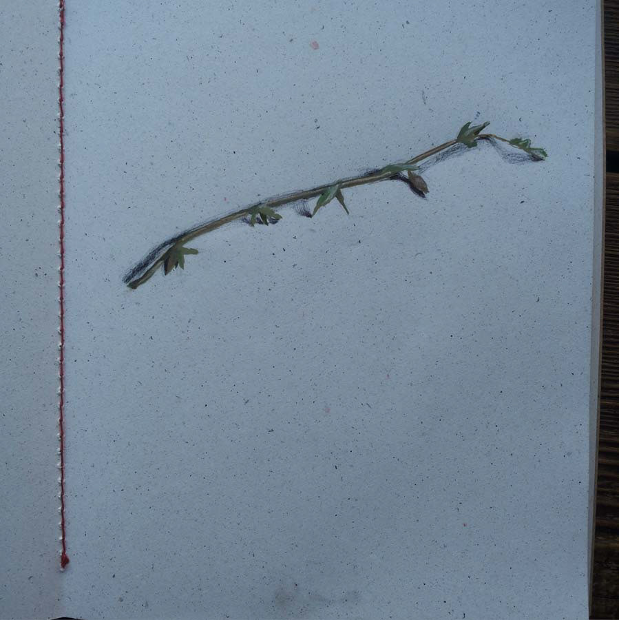 thyme. 31.05.2016.
