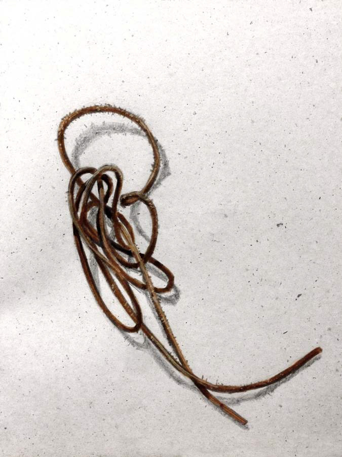 shoe lace. 30.01.2016.