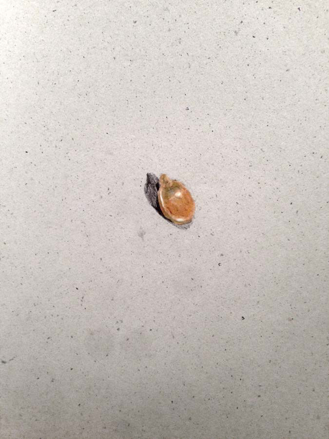 pumpkin seed. 11.07.2016.