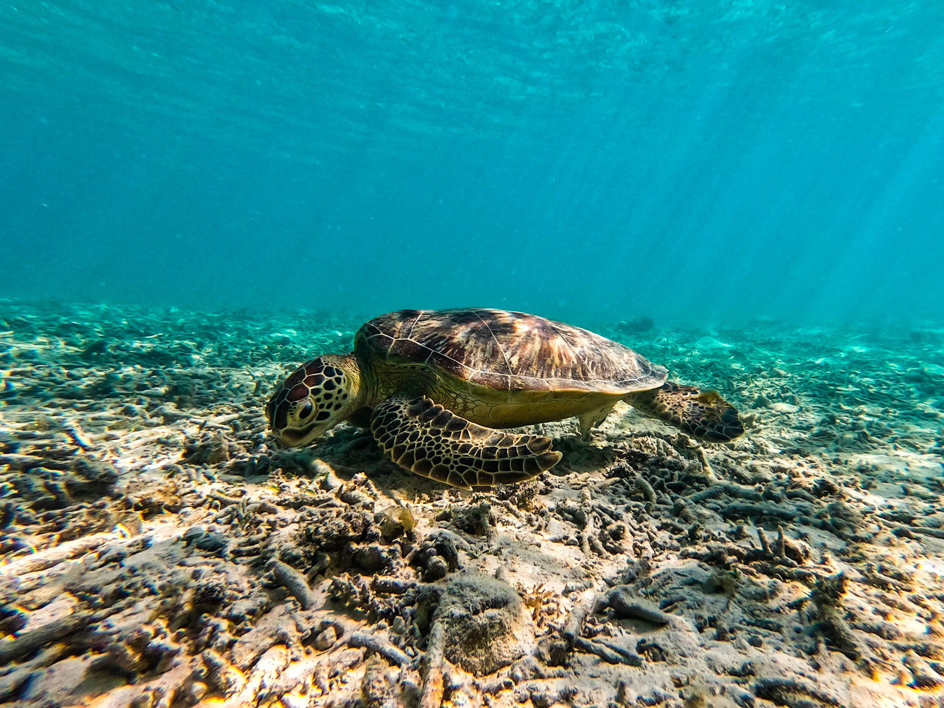 DCIM\100GOPRO\GOPR0231.JPG