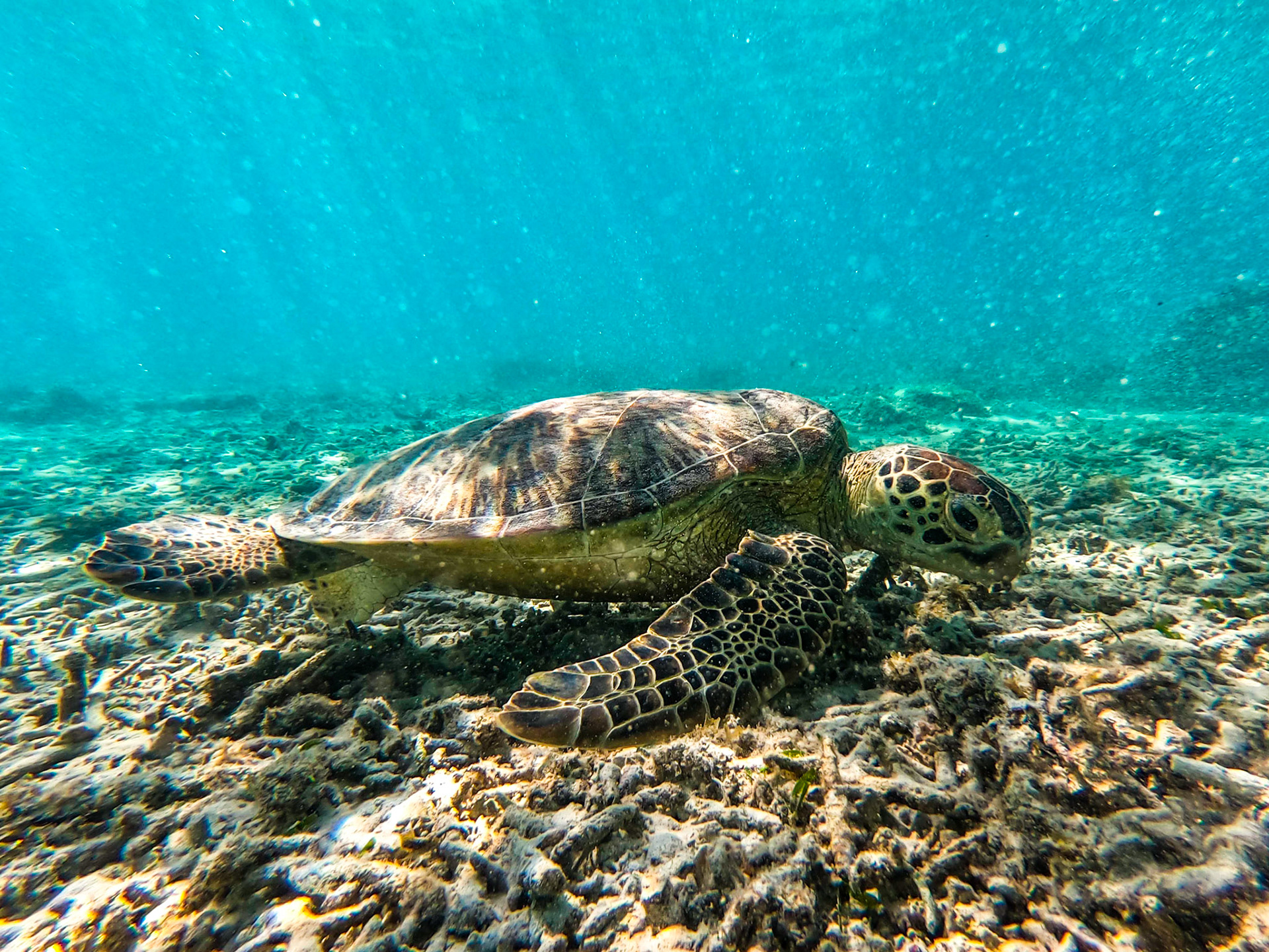 DCIM\100GOPRO\GOPR0236.JPG