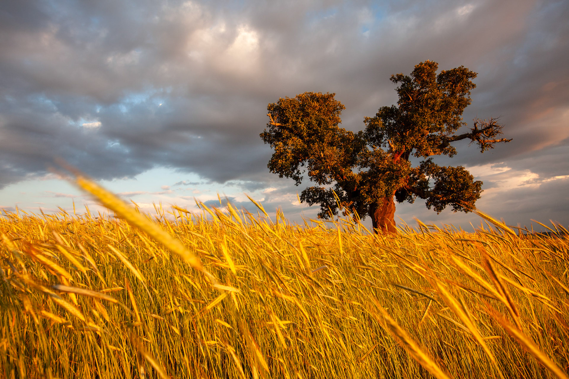 Single cork tree in wheat field. International Douro, Portugal