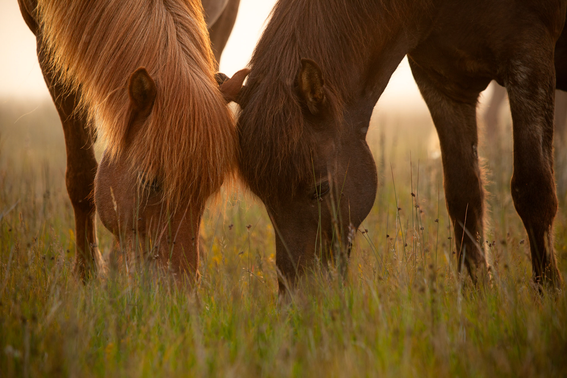 Iceland Horses had their origin in 9-10th century Scandinavian Ponies. Evolving by natural selection and the harsh icelandic weather they are small in size and quite friendly. These two horses were grooming, cuddling and feeding close to each other in what seemed a perfect couple love story.