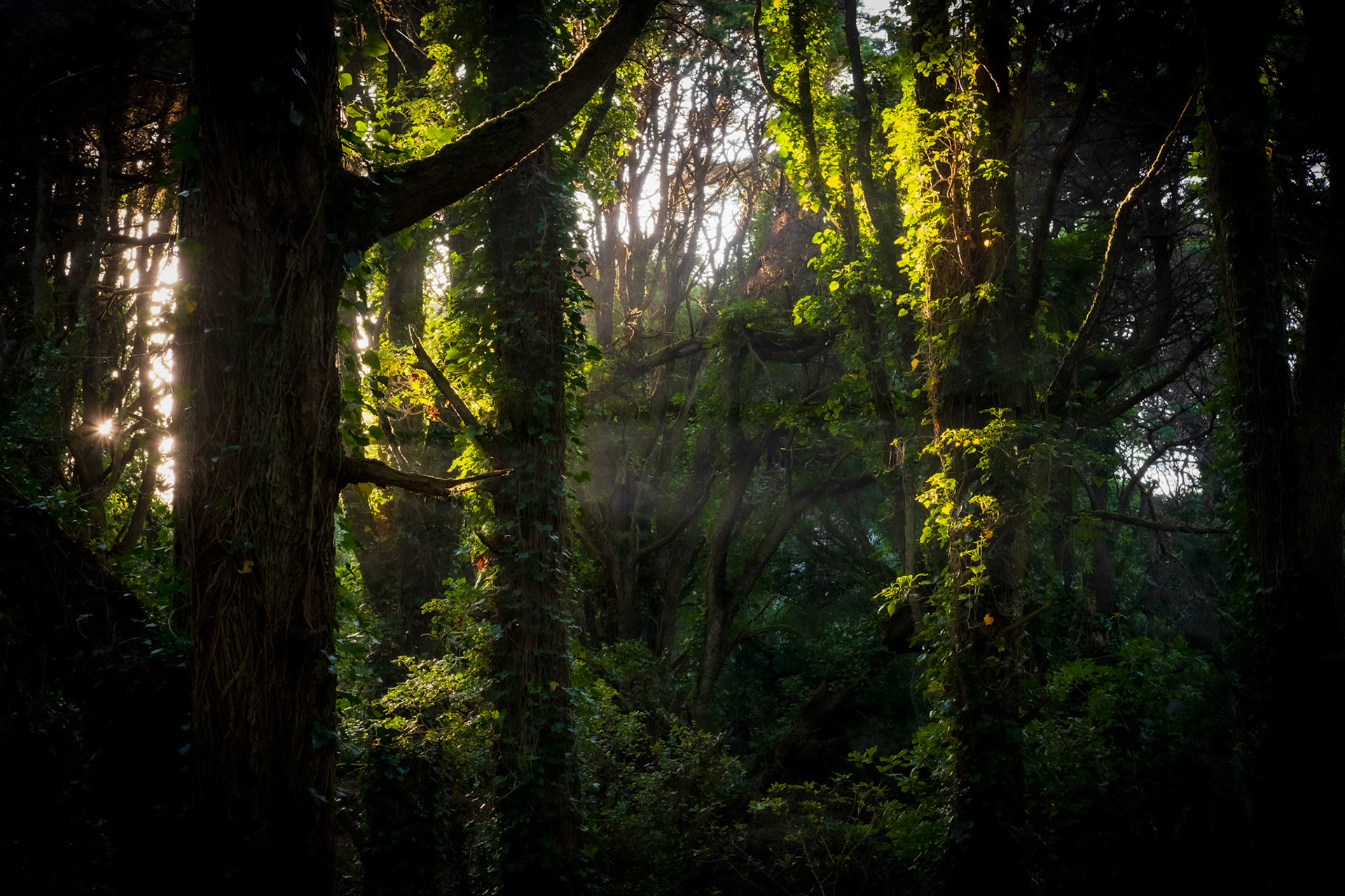 Sintra Cascais Natural Park, Portugal - 28 May 2020 : Forest of Peninha
