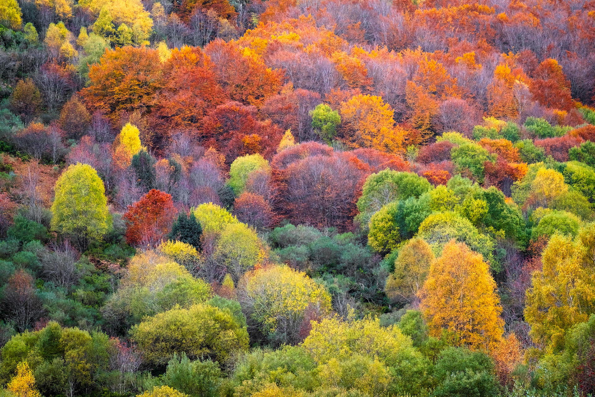 Castilla y Leon, Spain - 07 November 2022 : Autumn colors at Hayedo de Busmayor