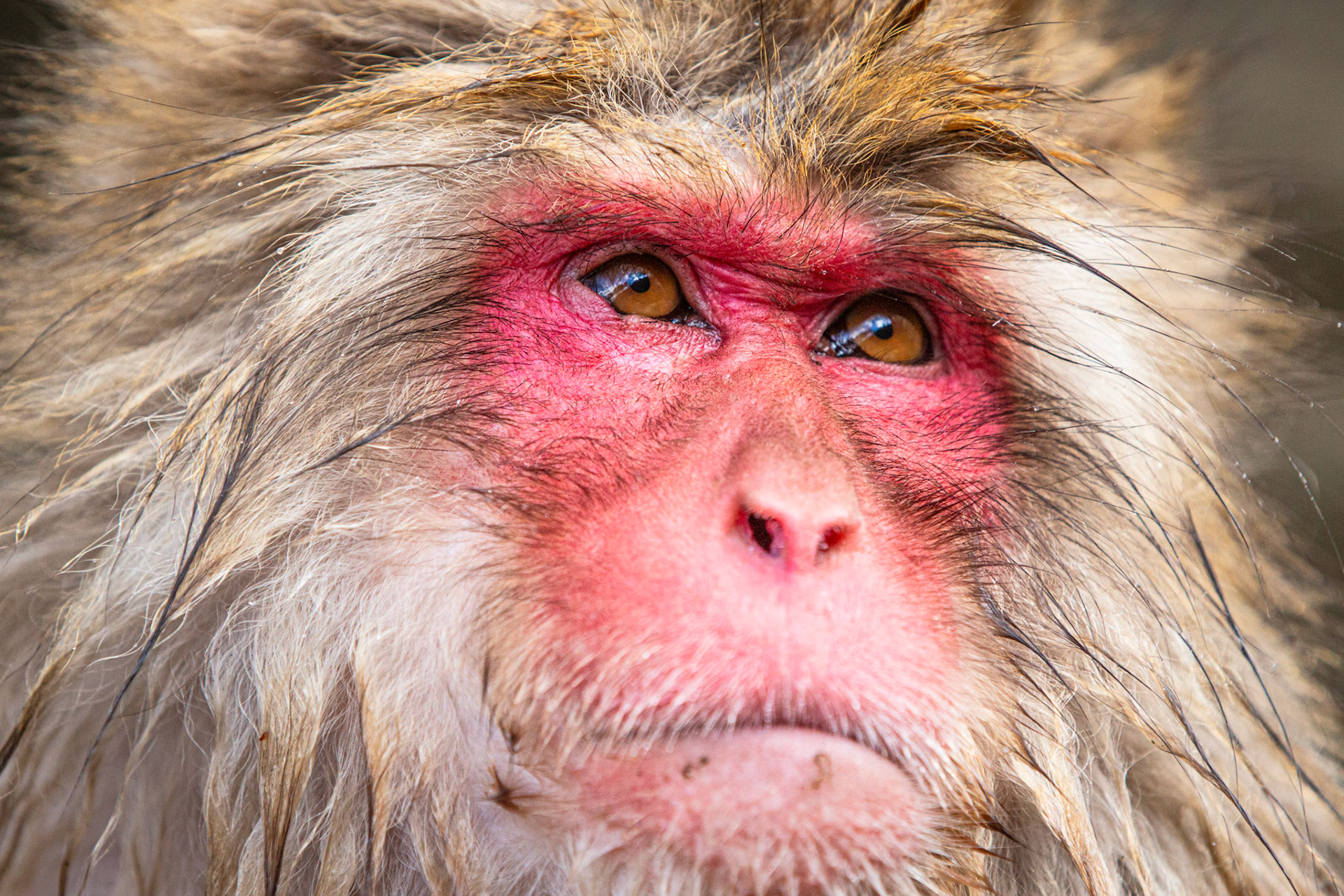 Japanese macaque looking above. Jigokudani, Japan