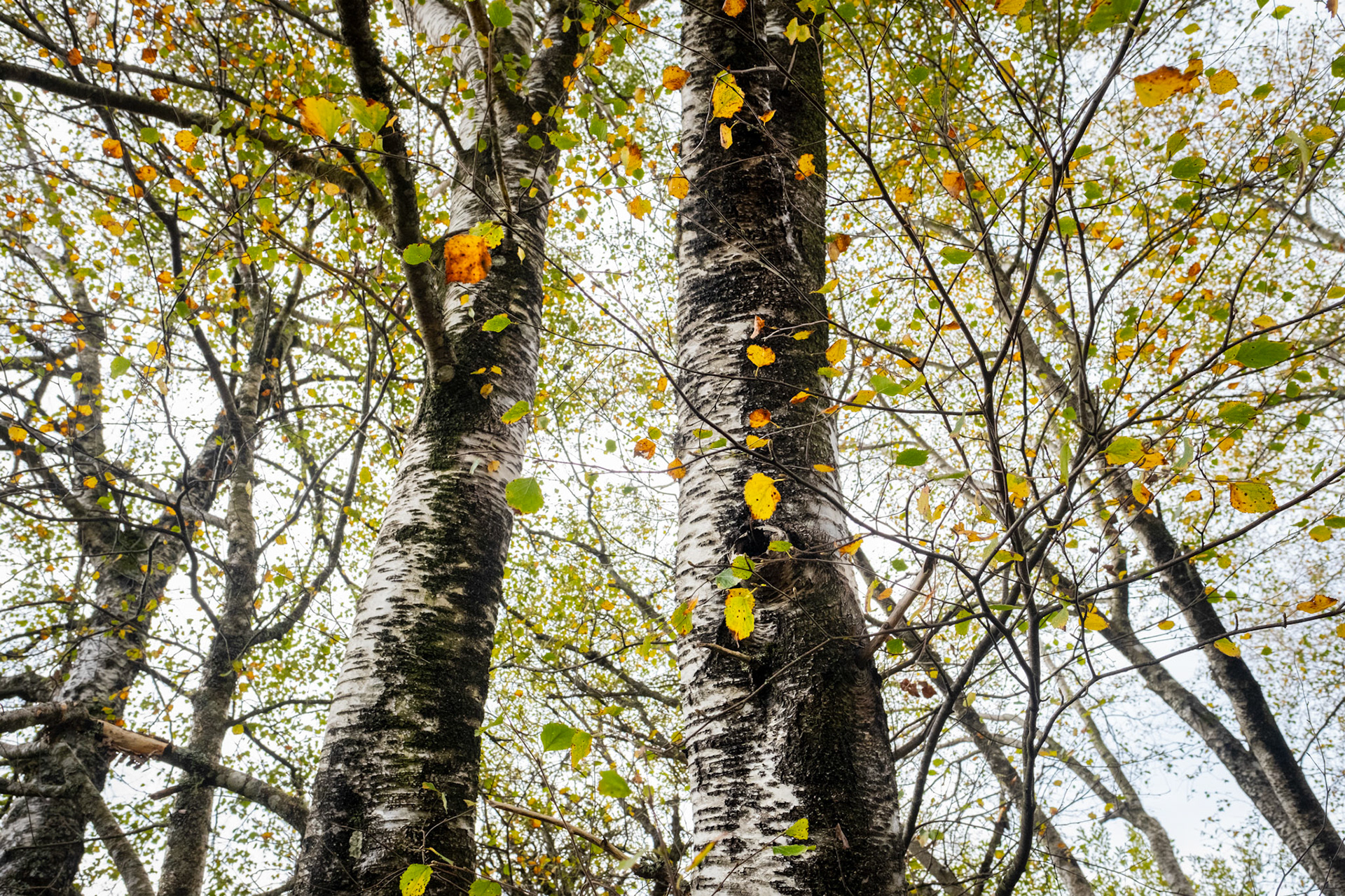 Peneda Gerês National Park, Portugal - 28 October 2021 : Birch in autumn
