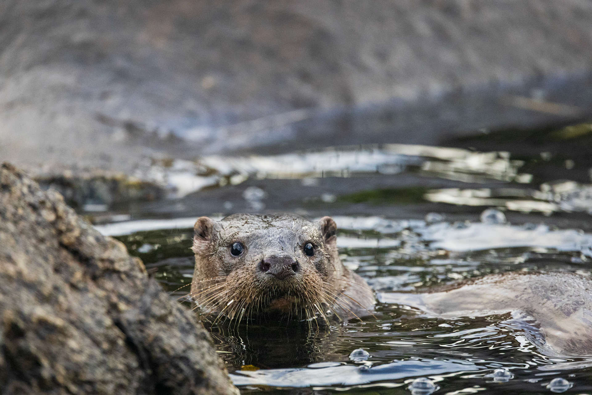 Andalucia, Spain - 29 October 2024 : Eurasian otter