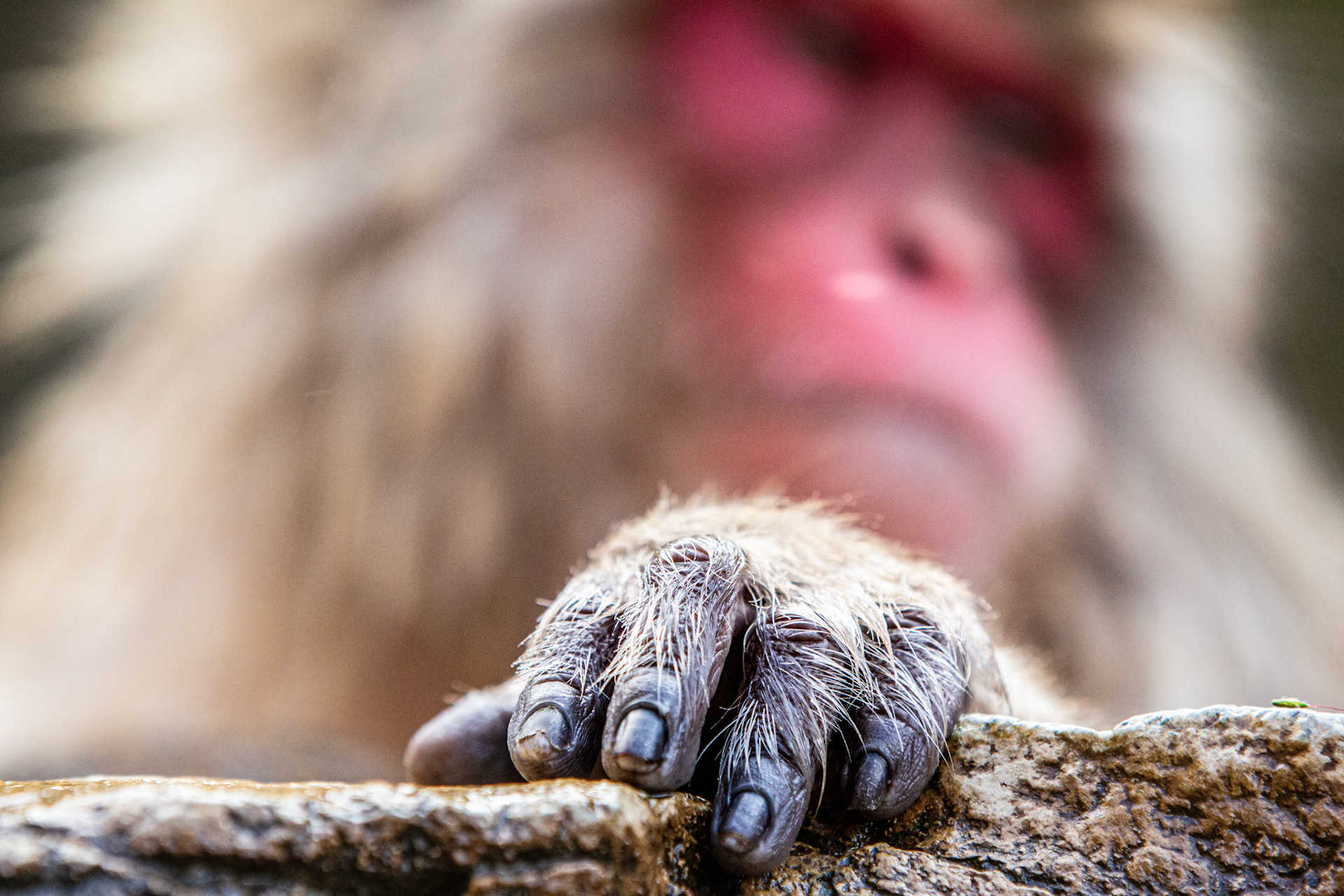 Japanese macaque hand. Jigokudani, Japan