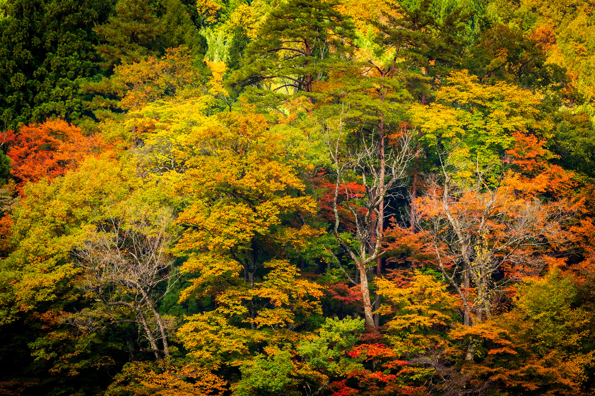 Colorful autumn trees in Shirakawa-Go. Japan