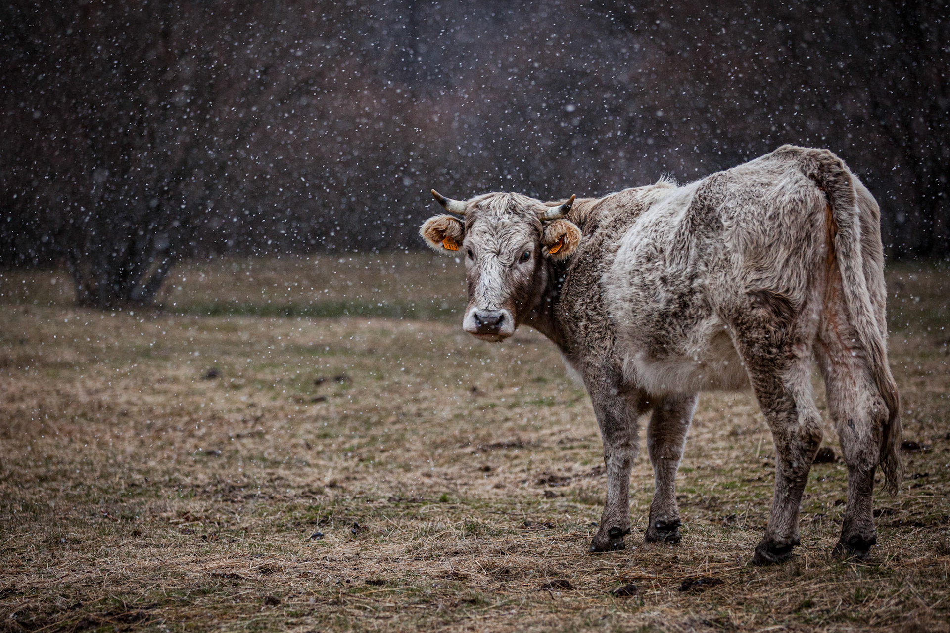 Cow in the snow. Spain