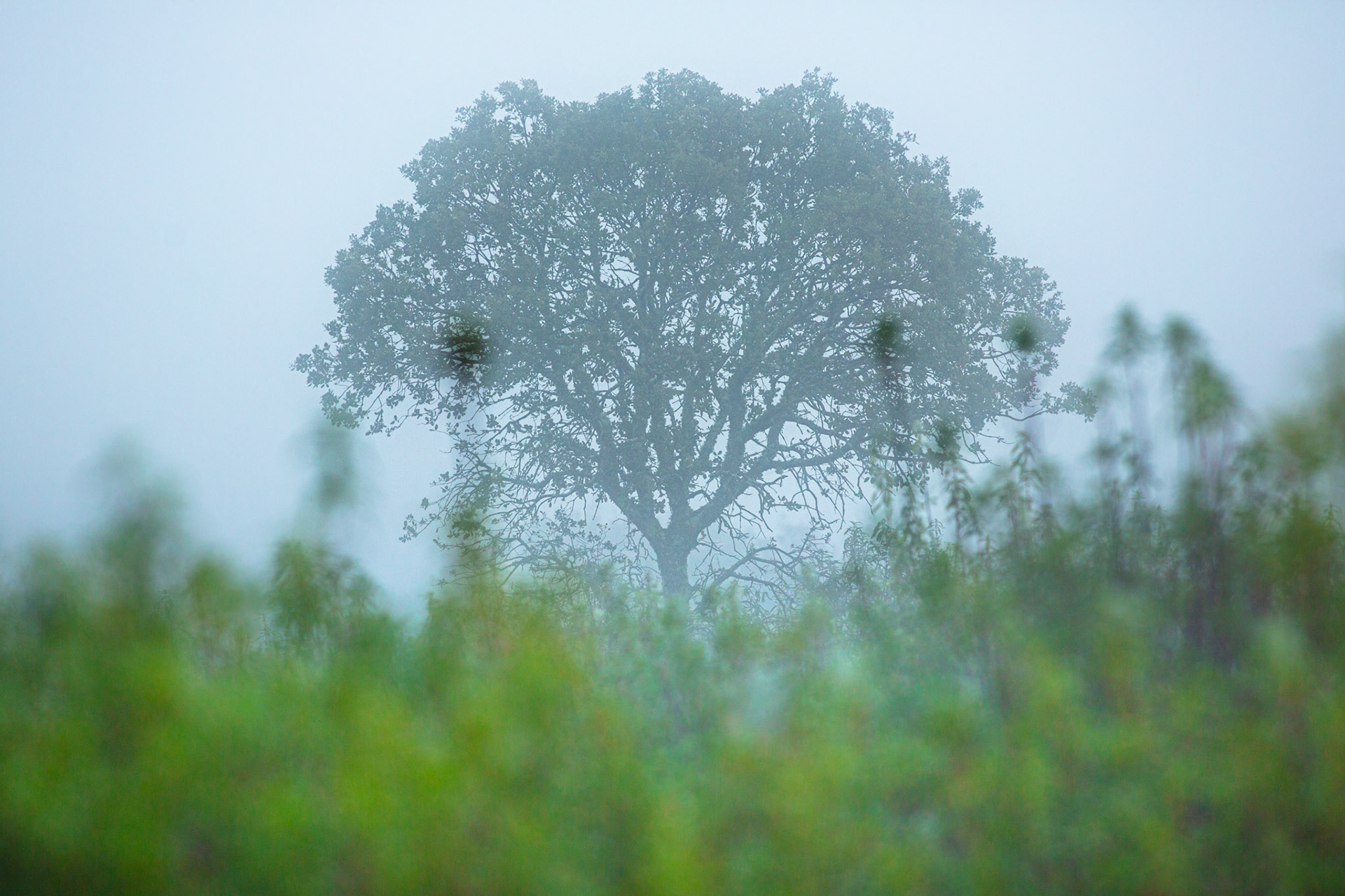 Evergreen oak in the fog. International Tejo Natural Park, Portugal