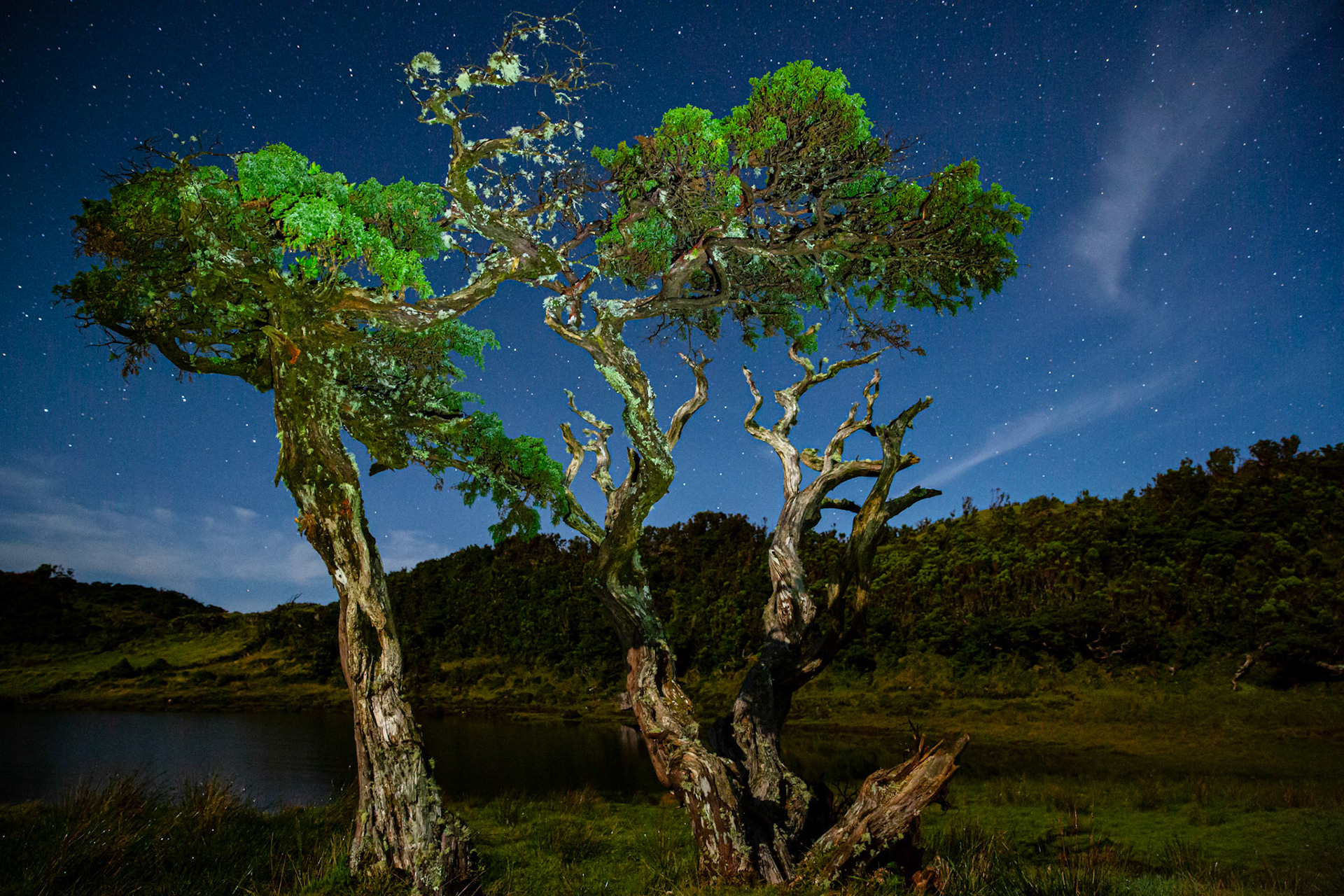 Azores Juniper at night in Lagoa do Capitão. Pico, Azores, Portugal