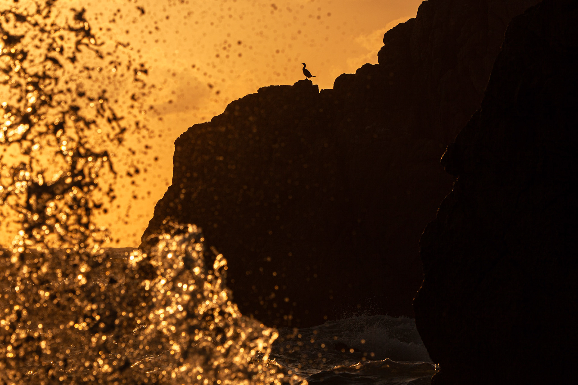 Great Cormorant on a rock. Sintra, Portugal
