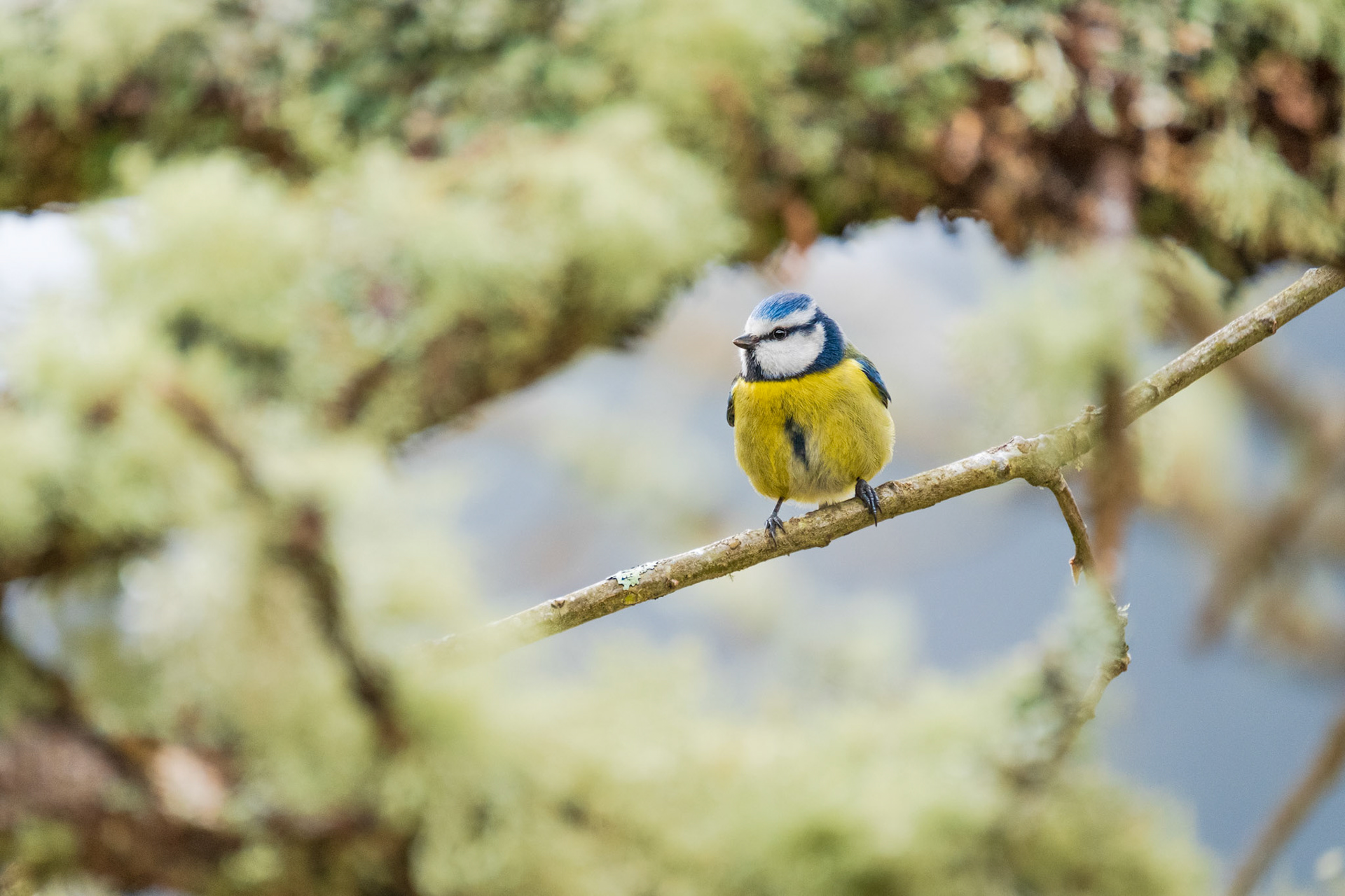Asturias, Spain - 19 March 2019: Blue tit on a tree