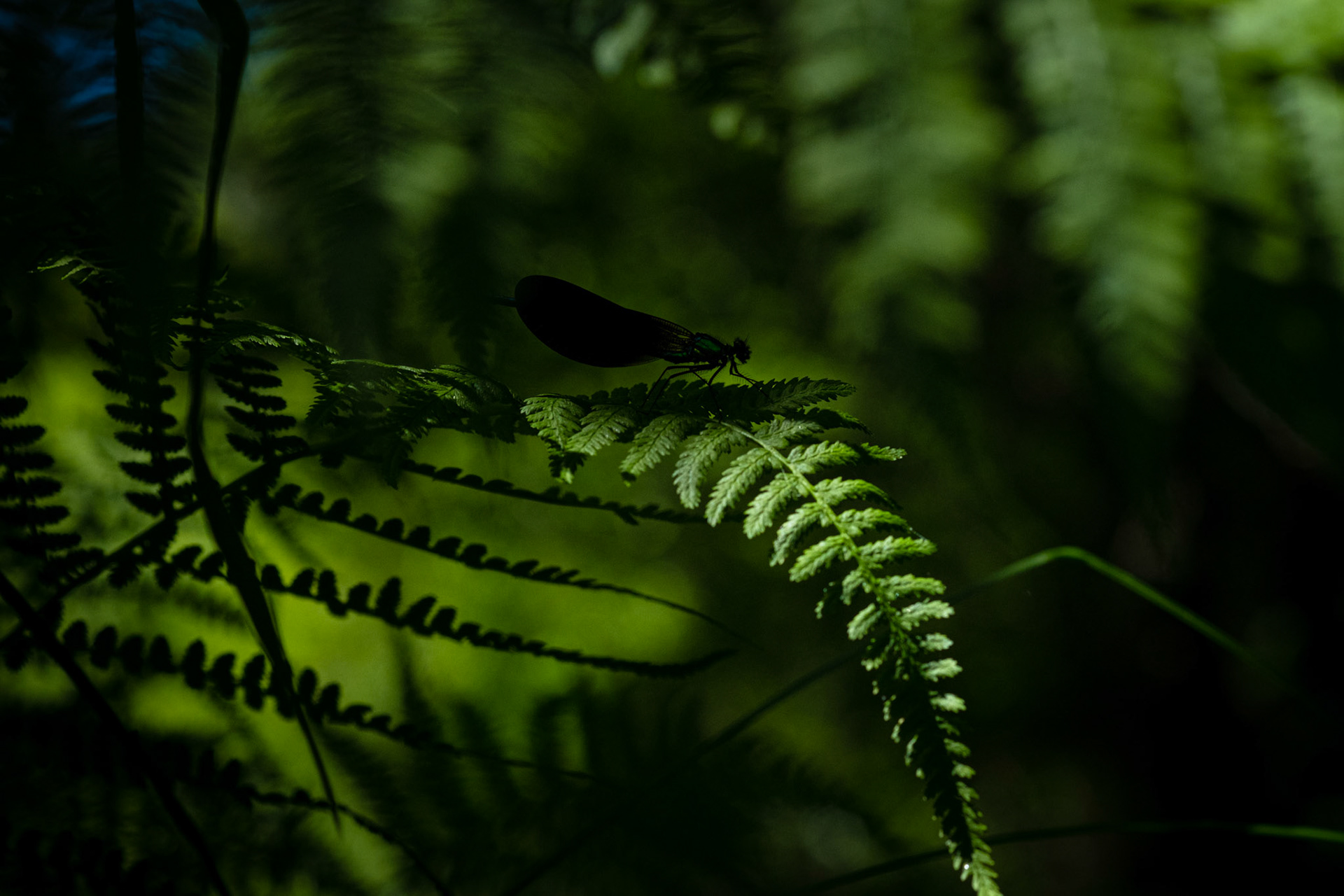 Peneda Gerês National Park, Portugal - 09 June 2021 : Banded demoiselle on a green fern