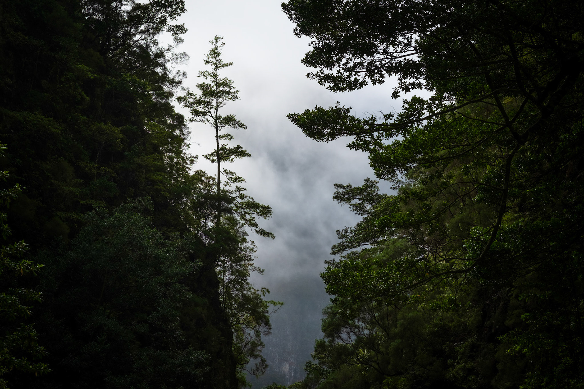 Madeira, Portugal - 11 June 2017: Laurissilva forest among fog along Levada of Caldeirão Verde
